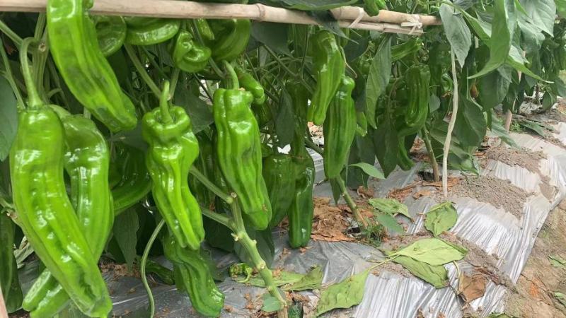 宿迁商贸市场动态：新兴商业力量的崛起与变革